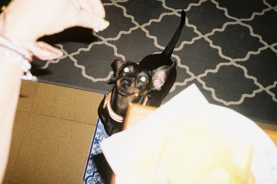 Dog Begging with Glowing Eyes
