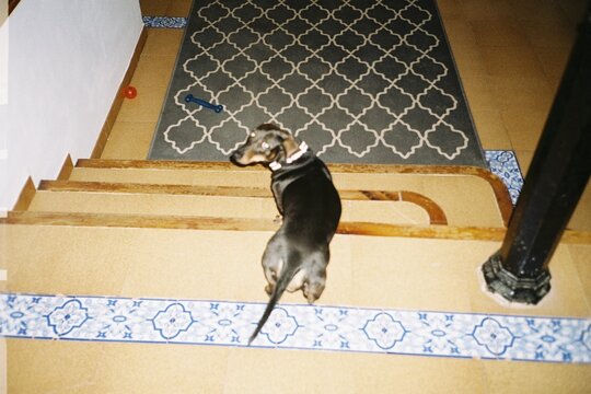 Dog on Staircase Indoors
