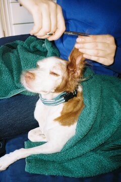 Dog Grooming with Scissors at Home
