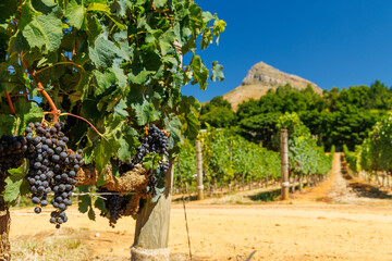 Naklejka premium Sunlit vineyard in South Africa