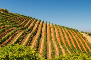 Naklejka premium Sunlit vineyard rows in South Africa
