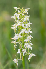 Fototapeta premium Close up of a greater butterfly orchid (platanthera chlorantha) in bloom