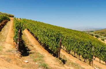 Naklejka premium Sunlit vineyard rows in South Africa
