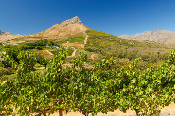 Naklejka premium Sunlit vineyard in South Africa