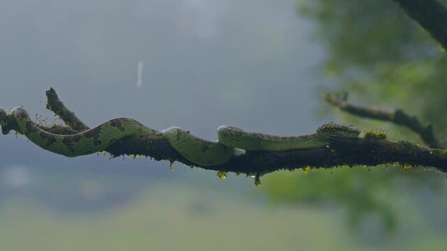 Malabar Pit Viper resting motionless on a tree branch, while waiting to ambush prey.  Slow-motion footage capturing its patience, stealth, and natural habitat in western ghats.