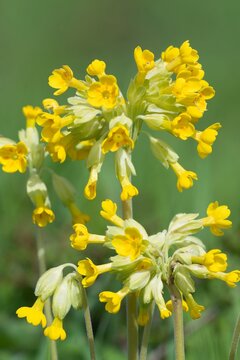 Close up of a cowslip (primula veris) flower in bloom