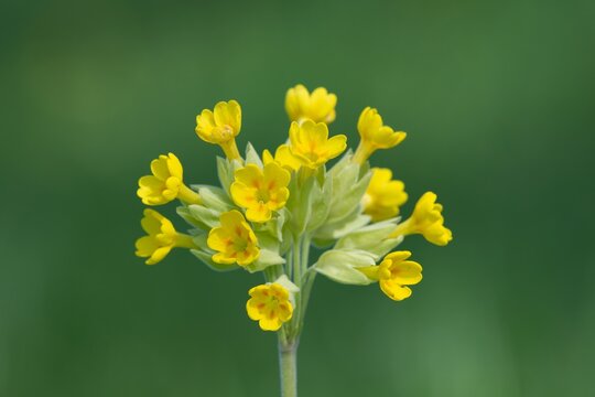 Close up of a cowslip (primula veris) flower in bloom