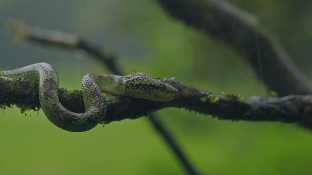 Close-up wildlife video of a Malabar pit viper slowly slithering along a tree branch during the monsoon, with gentle raindrops falling and a soft blurred background creating a moody rainy atmosphere.