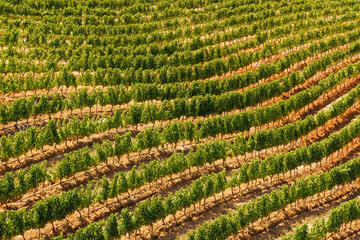Naklejka premium Sunlit vineyard rows in South Africa