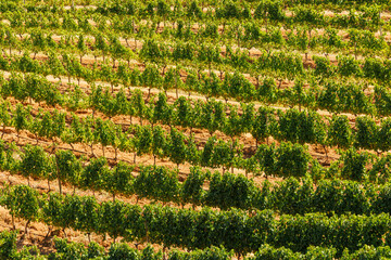 Naklejka premium Sunlit vineyard rows in South Africa