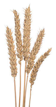 Triticum aestivum ears