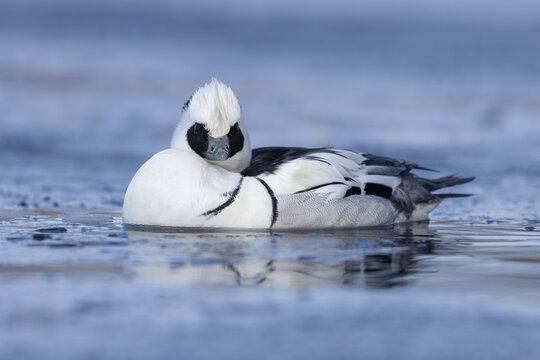 Smew (Mergellua albellus), male