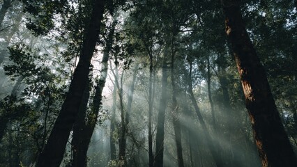 Obraz premium Sun rays shining through a dark forest