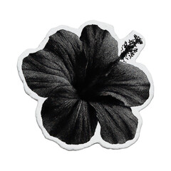 Naklejka premium PNG Elegant black hibiscus illustration