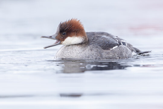 Smew (Mergellus albellus), female