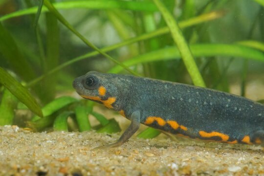 Closeup on an colorful aquatic gravid female Chinese Blue -tailed fire-bellied newt, Cynops cyanurus