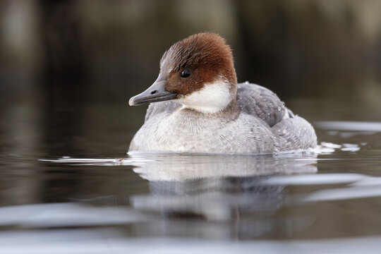 Smew (Mergellus albellus), female