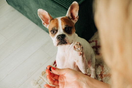 Dog giving paw to owner during indoor trick training