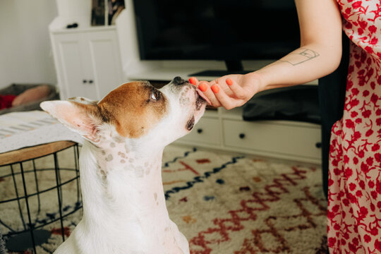 Dog licking owner&acirc;s hand at home