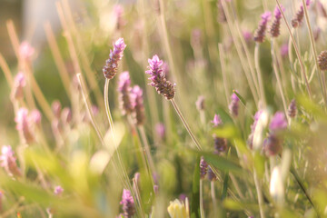Fototapeta premium Lavender flowers in golden hour light with soft bokeh background