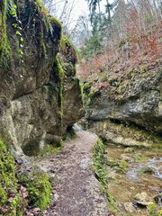 Obraz premium Nature in the forest after the rain. Forest in Teufelschlucht, Switzerland. 