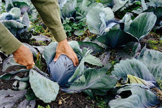 Hands harvesting organic cabbage on eco farm