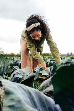 Woman cutting cabbage in organic field during ecotourism experience