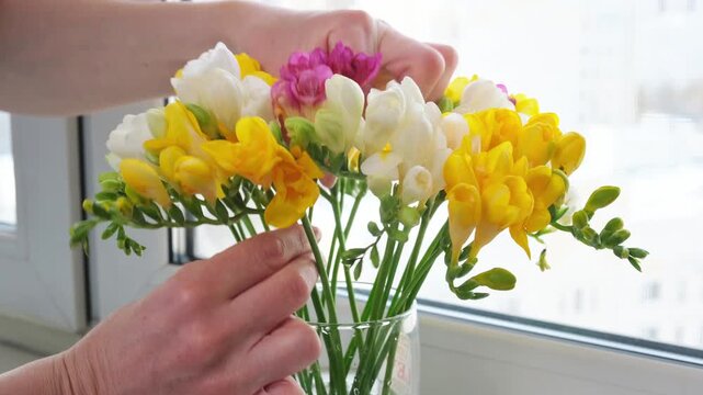 Close up of colorful freesia bouquet in female hands near window. Soft spring light, delicate petals and fresh floral mood in cozy home interior.