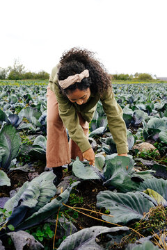 Woman cutting cabbage on eco farm during ecotourism experience