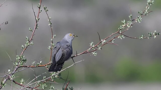 Wild Common Cuckoo (Cuculus canorus) Launching into Flight from Branch, Slow Motion Wildlife Close up.