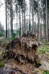 Obraz premium Umgestürzte und entwurzelte Fichte im Wald