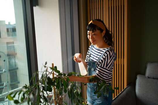 Young asian woman spraying houseplant for home care
