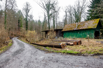 Zur Abholung bereite Baumst&auml;mme im Wald