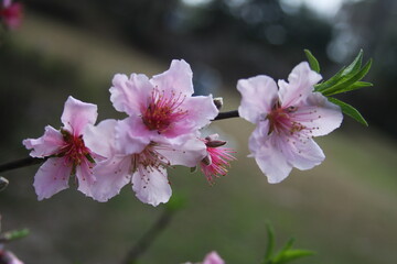 Fototapeta premium Peach blossoms in soft natural light with delicate pink petals and spring atmosphere