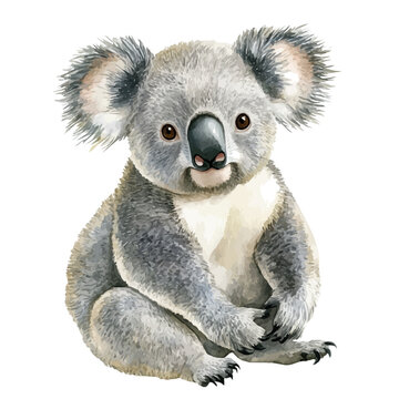 Koala, watercolor vector, isolated on a white background.