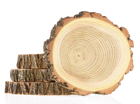 Pile of cross sections of tree trunk isolated on a white background. Wood in cross section with wood texture pattern.