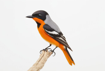 Small Minivet, Pericrocotus cinnamomeus, tiny larvae eater bird, southern Asia, white background