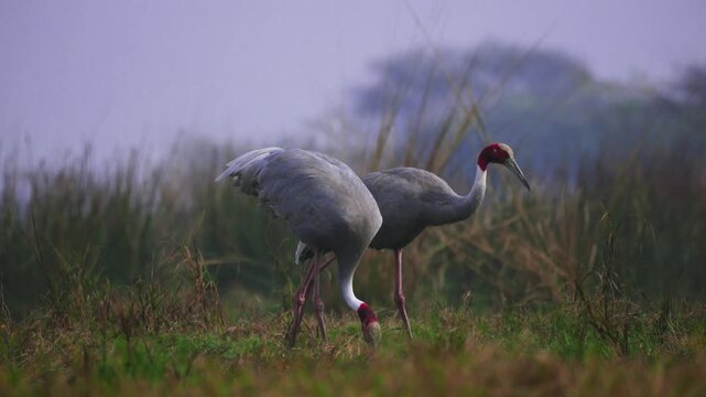 Pair of Sarus Cranes forage in misty grasslands at Keoladeo National Park during sunrise, their tall silhouettes emerging through soft morning haze in a serene wetland scene.