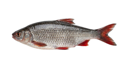 Obraz premium Fresh raw freshwater fish with red fins, side profile view isolated on a transparent background.