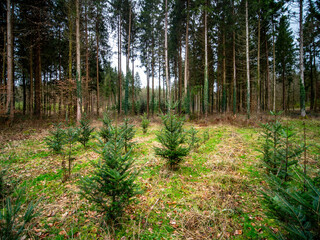 Obraz premium Wiederaufforstung im Mischwald