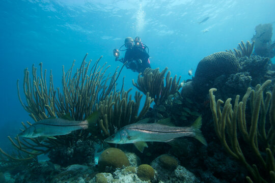 An underwater photographer observing a pair of Snook swimming on the reef.