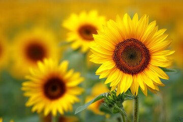 Fototapeta premium A close up view of bright yellow sunflowers blooming in a field under a clear blue sky with fluffy white clouds