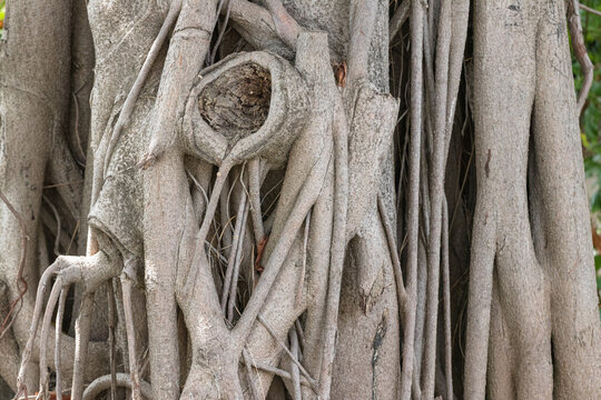 Intricate Banyan Tree Roots and Gnarled Trunk Texture Close-Up Photography