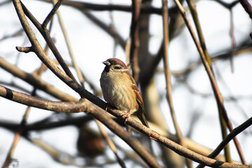 Fototapeta premium Sparrow close up. Small bird portrait. Brown feathers detail. Garden avian shot. Little wildlife profile. Cute sparrow head. Nature fauna focus. Common city bird. Tiny wings texture. Wild creature eye