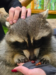 Curious raccoon eating nuts from a person’s hands. Close-up view of wild animal interaction with humans, showing trust, care, and gentle contact.  © Анастасия П.