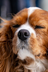 Fototapeta premium Extreme close-up portrait of a brown and white Cavalier King Charles Spaniel dog squinting with eyes closed at Syntagma Square in Athens