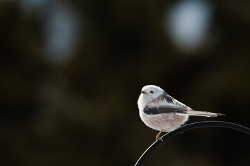 Raniuszek pospolity, mały, dziki ptak występujący na terenie Europy. Siedzi na metalowej konstrukcji karmnika, jest w trakcie zimowego dokarmiania przez człowieka. © boguslavus