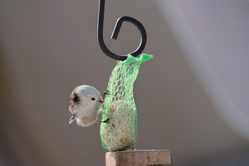 Raniuszek pospolity, mały, dziki ptak występujący na terenie Europy. Siedzi na metalowej konstrukcji karmnika, jest w trakcie zimowego dokarmiania przez człowieka. © boguslavus