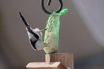 Raniuszek pospolity, mały, dziki ptak występujący na terenie Europy. Siedzi na metalowej konstrukcji karmnika, jest w trakcie zimowego dokarmiania przez człowieka. © boguslavus