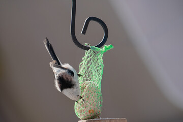 Raniuszek pospolity, mały, dziki ptak występujący na terenie Europy. Siedzi na metalowej konstrukcji karmnika, jest w trakcie zimowego dokarmiania przez człowieka. © boguslavus